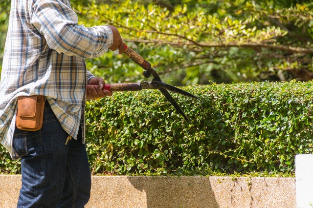 Garden Maintenance Bexleyheath, Upton, DA6